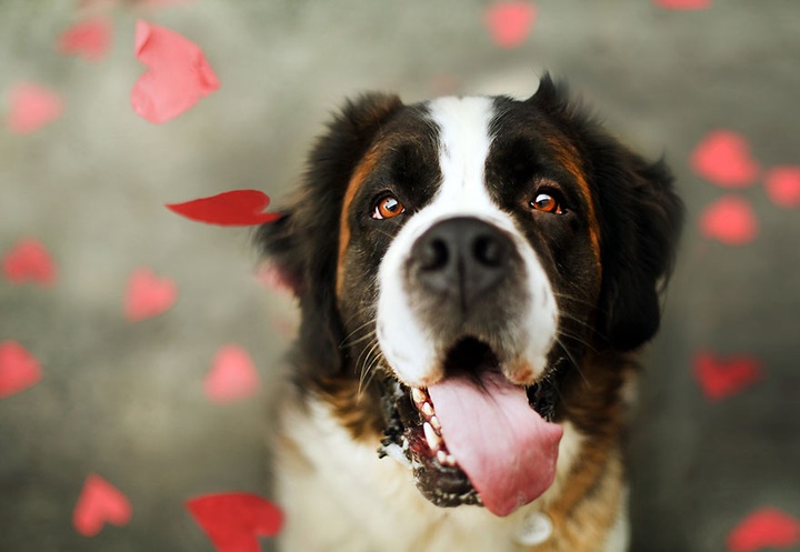 19-year-old photographer takes beautiful shelter dog pictures to help find them new homes - 4 19-year-old photographer takes beautiful shelter dog pictures to help find them new homes - 4