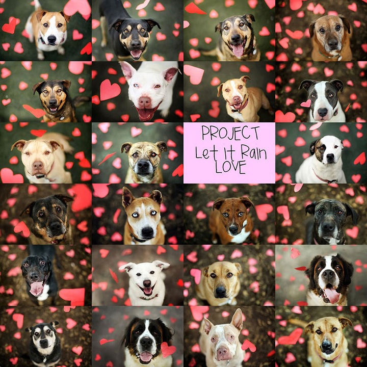 19-year-old photographer takes beautiful shelter dog pictures to help find them new homes - 10 19-year-old photographer takes beautiful shelter dog pictures to help find them new homes - 10