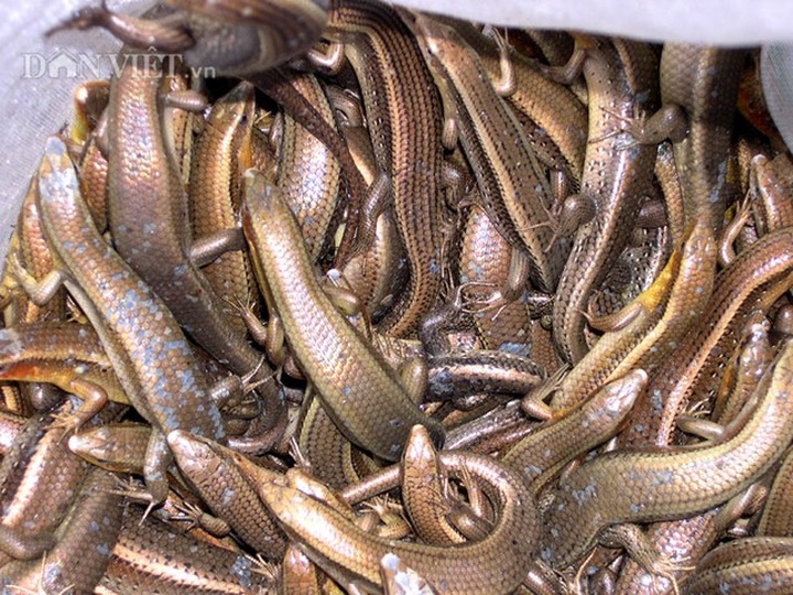 Mekong Delta snake markets during monsoon season - 1