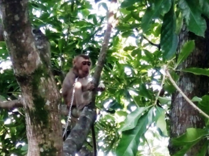 Rare animals released back into the wild - 1 Rare animals released back into the wild - 1