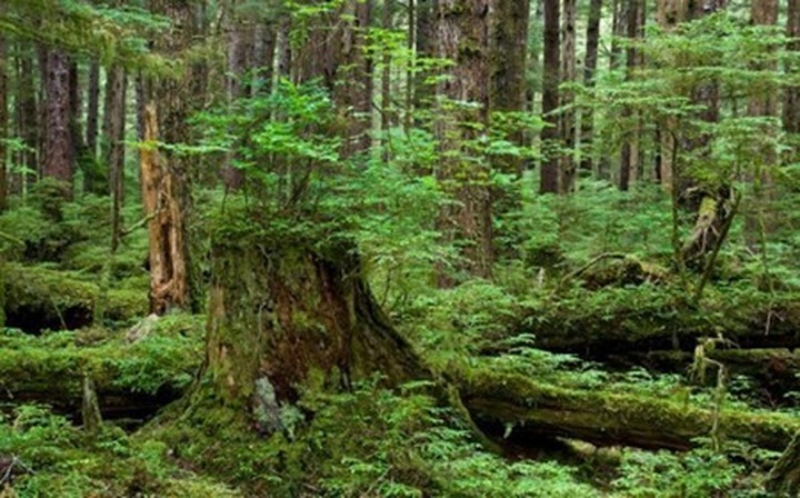 Accurate forest data to be integrated this year - 1 Accurate forest data to be integrated this year - 1