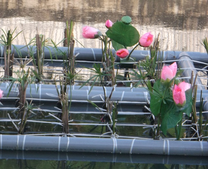 Water plant project initiated to save polluted river - 3 Water plant project initiated to save polluted river - 3