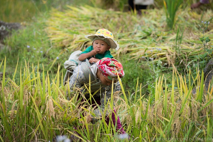 Sapa terraced fields among top 30 beautiful places globally - 11