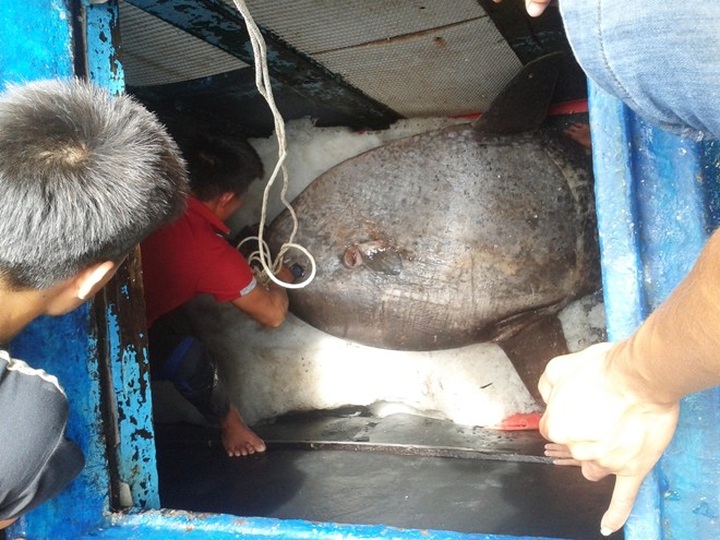Nghe An fishermen catch rare ocean sunfish - 1