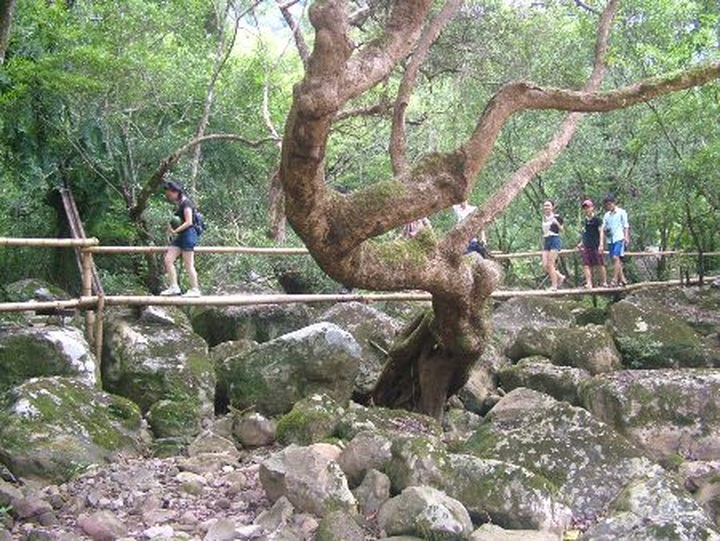 Bird-nest restaurants new feature in Quang Binh eco-resort - 9