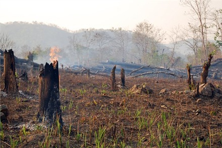 NA to tighten watch on deforestation - 1