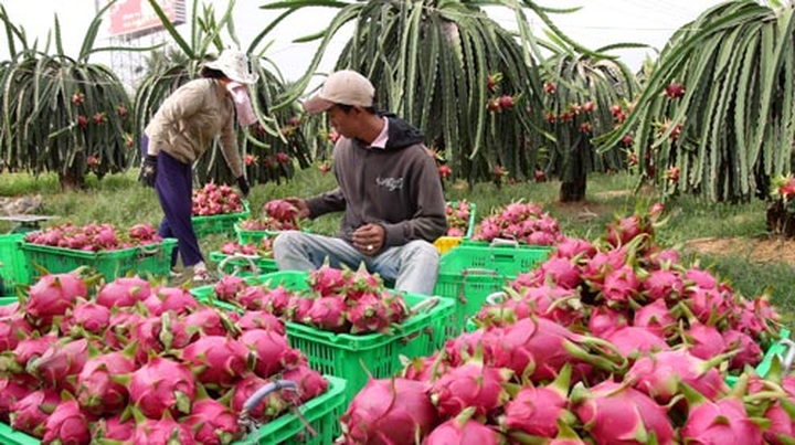 Binh Thuan dragon fruit brand protected in the US - 1