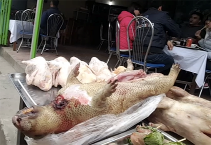 Tam Dao tourist site famed as wild meat mecca - 3