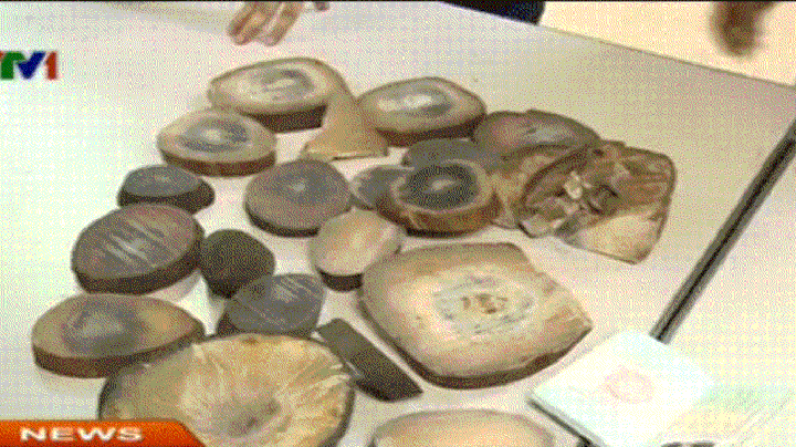 Smuggled rhino horns seized in Hanoi - 1