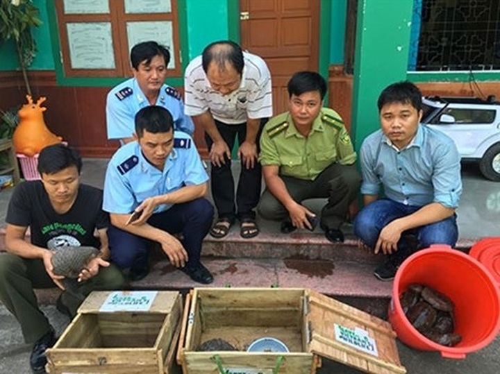 Pangolin smugglers to face up to 15 years in jail - 1