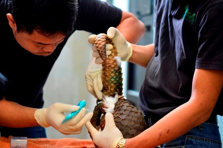 Largest ever number of rare pangolins released into wild - 1