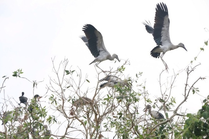 Gáo Giồng Cajeput Forest protects Asian openbill storks - 1