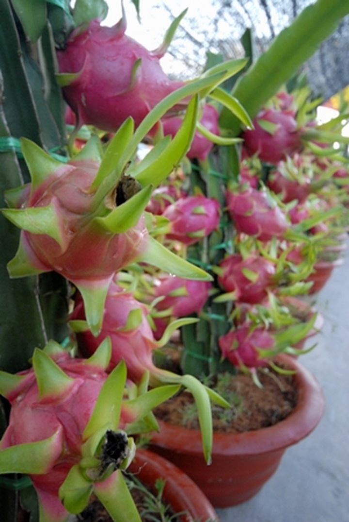 Fruit tree made into bonsai for Tet - 3