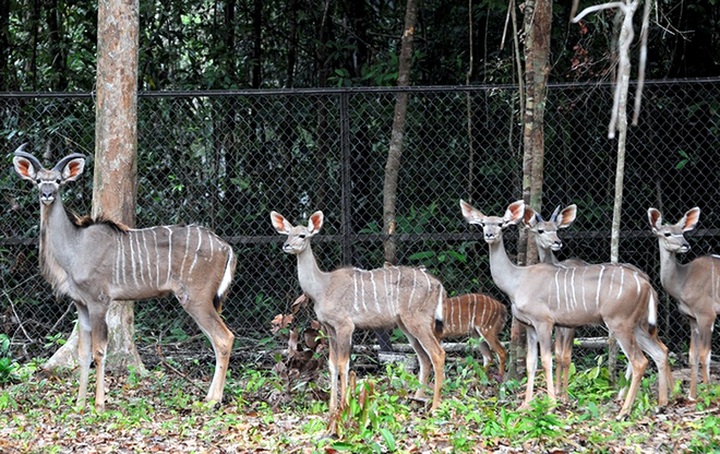 Bengal tigers, rare animals at Vietnam’s first semi-wildlife park - 3 Bengal tigers, rare animals at Vietnam’s first semi-wildlife park - 3