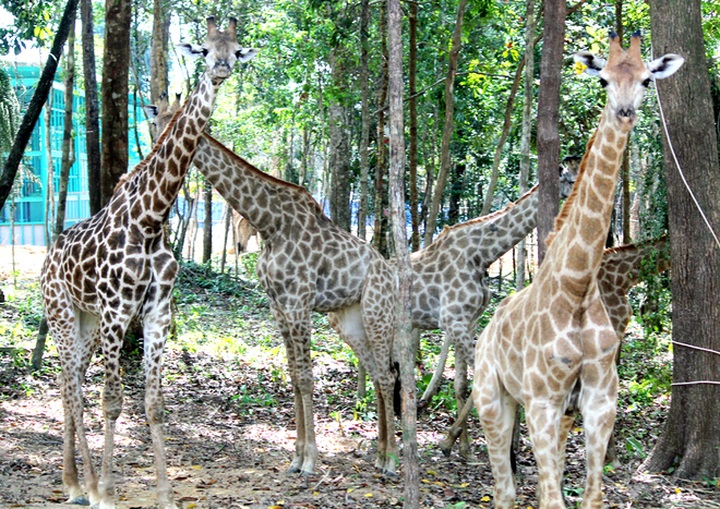 Bengal tigers, rare animals at Vietnam’s first semi-wildlife park - 9 Bengal tigers, rare animals at Vietnam’s first semi-wildlife park - 9