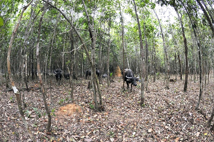 Bengal tigers, rare animals at Vietnam’s first semi-wildlife park - 12 Bengal tigers, rare animals at Vietnam’s first semi-wildlife park - 12