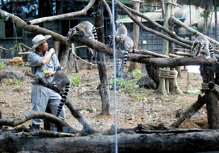Bengal tigers, rare animals at Vietnam’s first semi-wildlife park - 10 Bengal tigers, rare animals at Vietnam’s first semi-wildlife park - 10