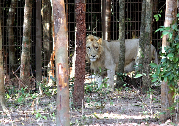 Bengal tigers, rare animals at Vietnam’s first semi-wildlife park - 5 Bengal tigers, rare animals at Vietnam’s first semi-wildlife park - 5