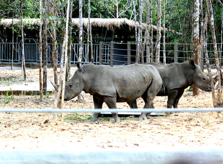 Bengal tigers, rare animals at Vietnam’s first semi-wildlife park - 4 Bengal tigers, rare animals at Vietnam’s first semi-wildlife park - 4