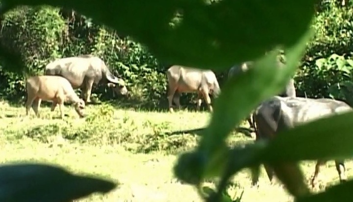 Feral buffalo herd attack people - 1