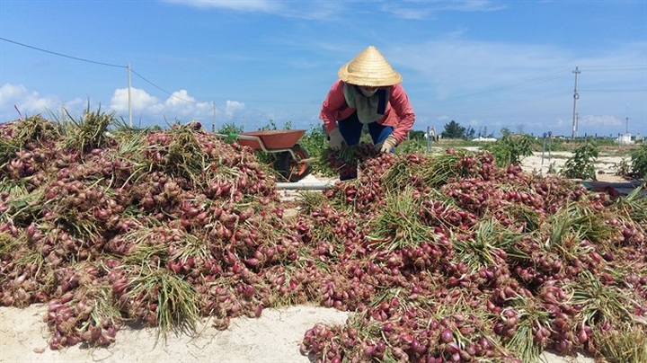 Night market to open in Lý Sơn Island - 2 Night market to open in Lý Sơn Island - 2