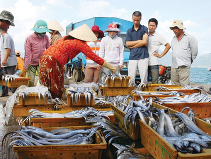 Illegal fish traders still operate in Khanh Hoa - 1