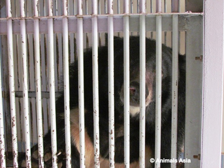 Last bear in Binh Thuan Province rescued - 1 Last bear in Binh Thuan Province rescued - 1