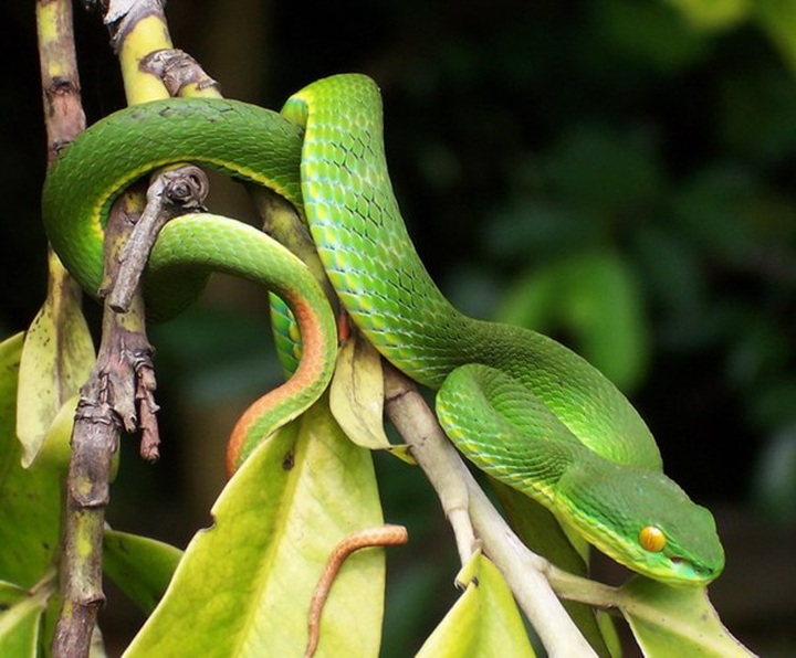 Expert warns of growing snake threat in central regions - 2
