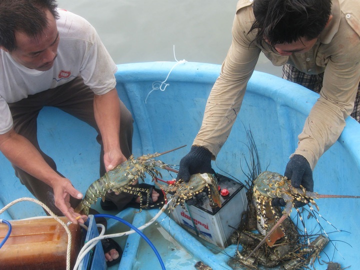 Massive lobster deaths caused by floods in Phu Yen - 2