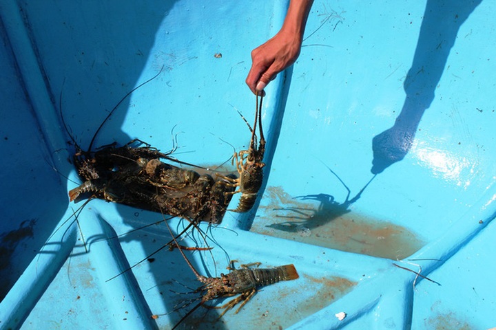 Storm Damrey causes huge losses for lobster farmers in Phu Yen - 3