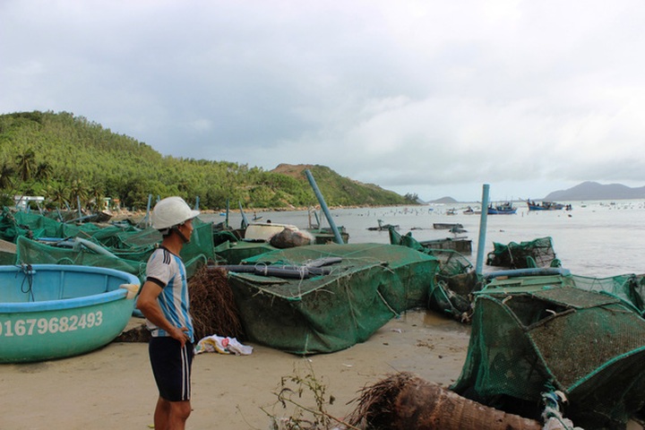 Storm Damrey causes huge losses for lobster farmers in Phu Yen - 9