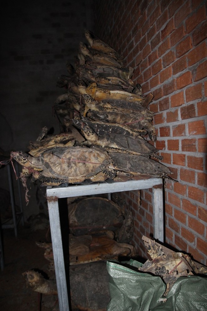 Shops in Khanh Hoa caught selling sea turtle shell - 7