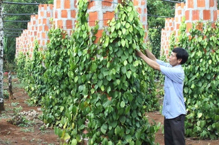 Pepper exports explode above US$850m on continued demand - 1