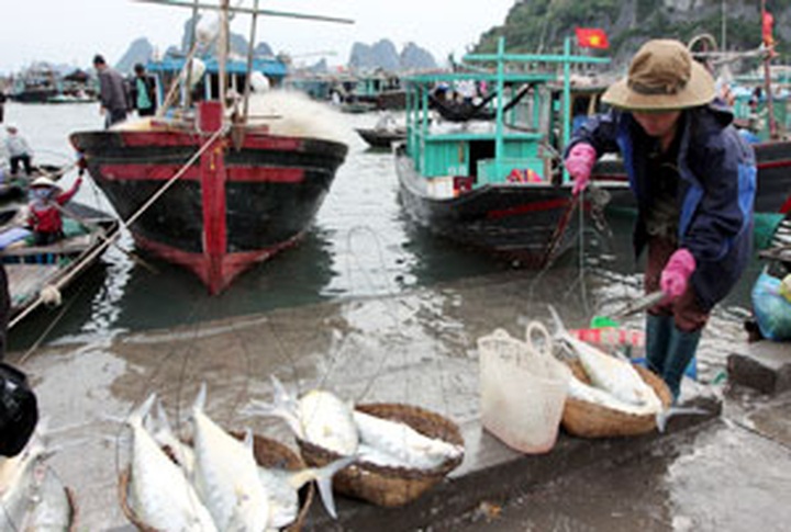 Sustainable fishing slashes poverty - 1
