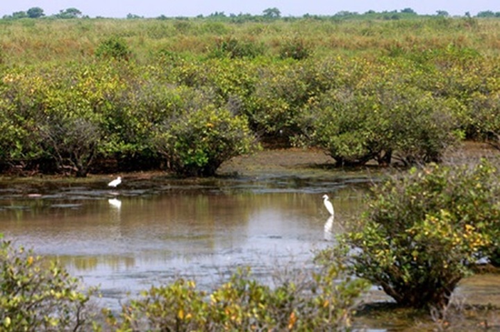 Inordinate growth focus hurts biodiversity - 1