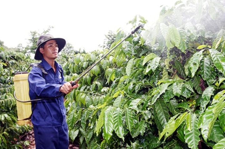 Highlands develop 21 new types of coffee - 1