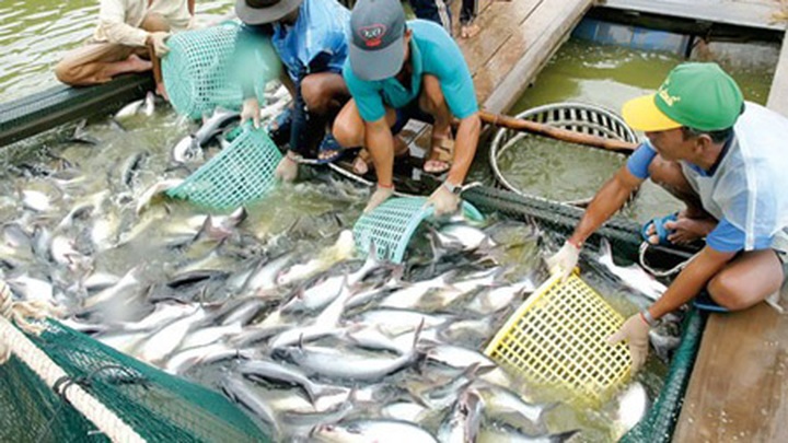 Vietnamese tra, basa fish at disadvantage in US market - 1