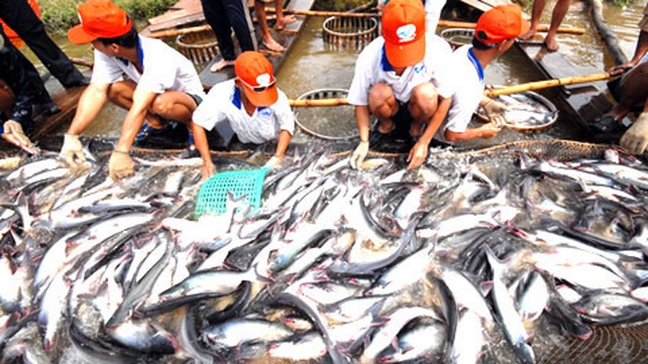 Russia suspends Vietnamese Tra fish imports - 1 Russia suspends Vietnamese Tra fish imports - 1