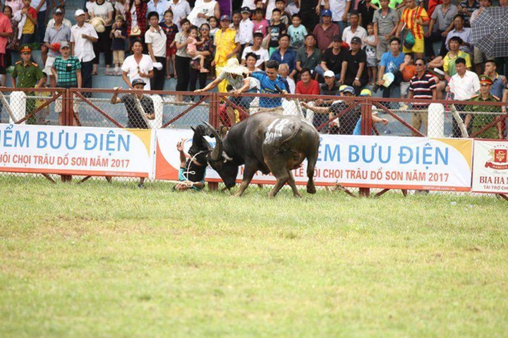 Man gored to death at Do Son Buffalo Fighting Festival - 1