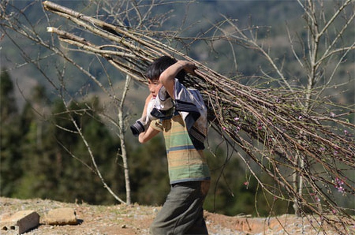 Children in Sapa carry peach branches for Tet - 1 Children in Sapa carry peach branches for Tet - 1