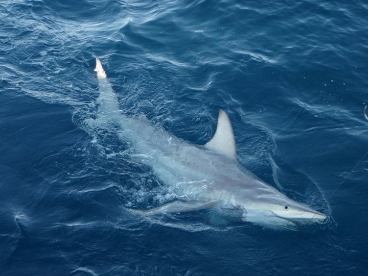 World-first hybrid shark found off Australia - 1 World-first hybrid shark found off Australia - 1