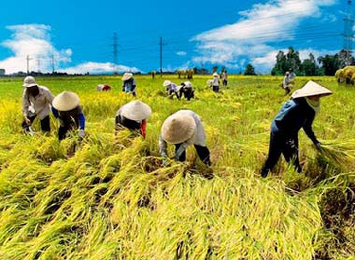 Vietnam urged to revamp outlook on agriculture - 1