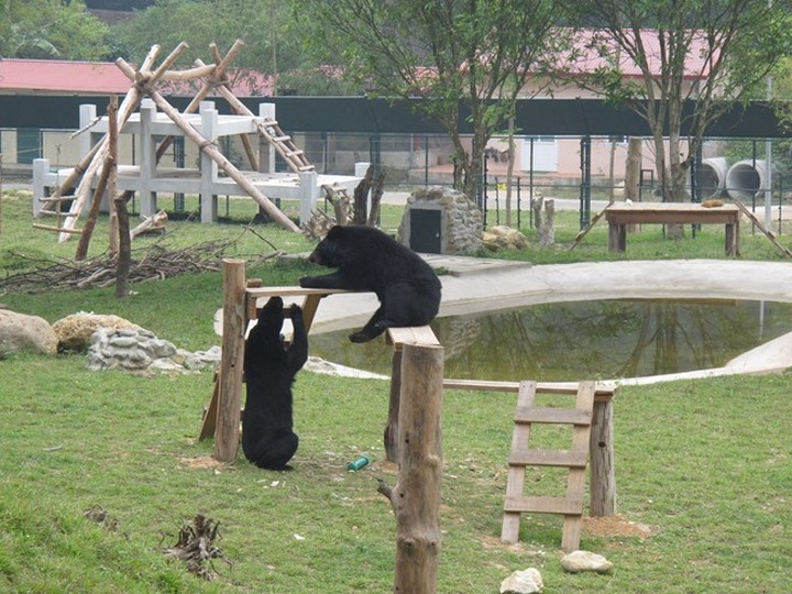 New bear enclosures opened in Vinh Phuc Province - 1