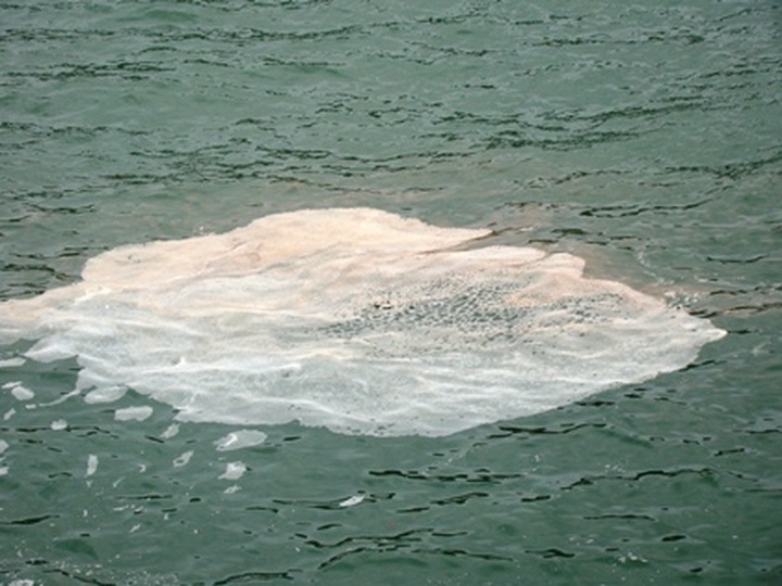 Red tide appears on Haiphong shore - 5