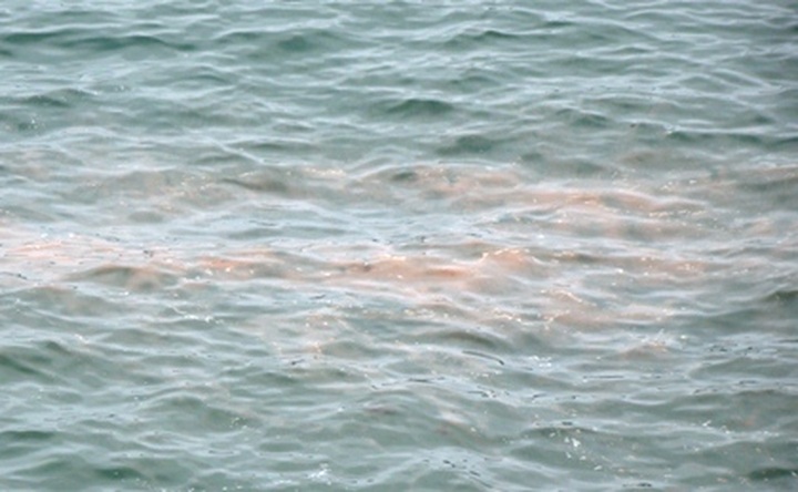 Red tide appears on Haiphong shore - 1