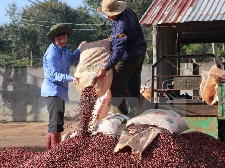 10 countries agree to protect Đắk Lắk coffee brand - 1 10 countries agree to protect Đắk Lắk coffee brand - 1