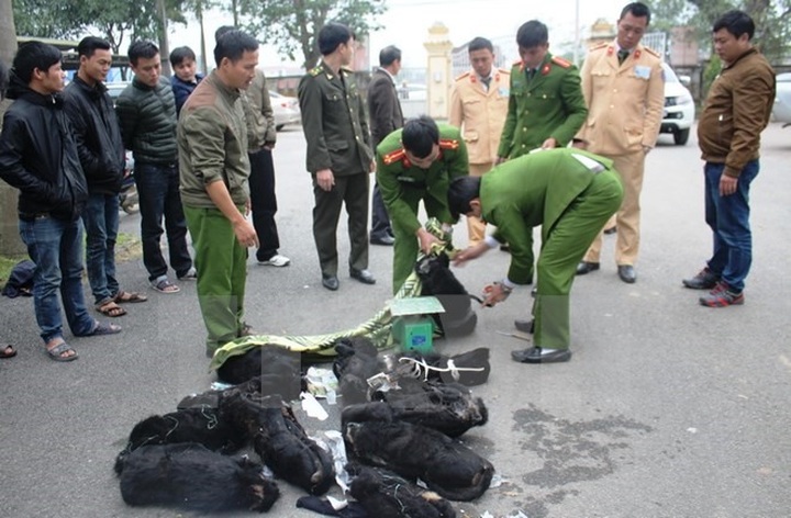 Hà Tĩnh police find bus carrying 12 dead langurs - 1 Hà Tĩnh police find bus carrying 12 dead langurs - 1