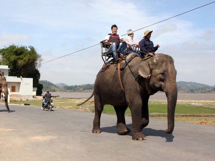 Yok Đôn National Park ends elephant riding - 1