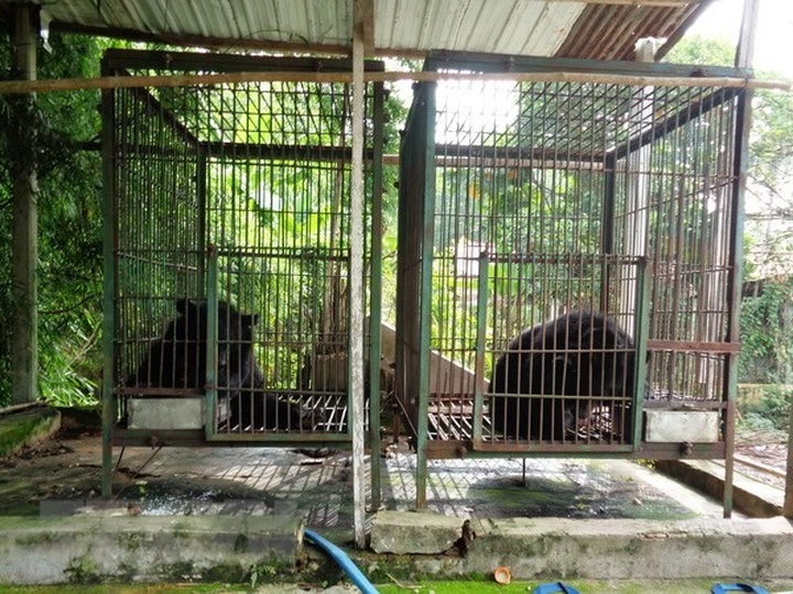 2 more bears sent to rescue centre - 1 2 more bears sent to rescue centre - 1