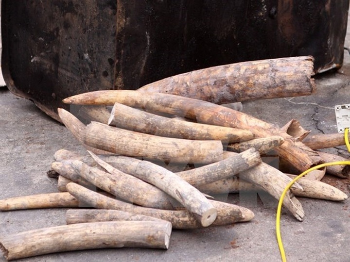 Vietnam to host intertional wildlife trade conference in November - 1